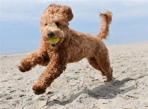 Προπόνηση Goldendoodle_shutterstock_W. H. Φωτογραφία