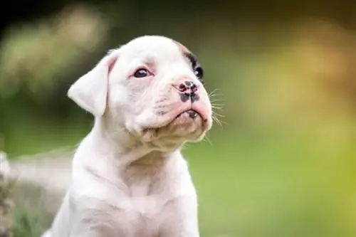 petit boxejador blanc al jardí