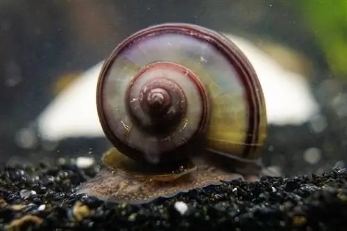 caracol misterioso en acuario