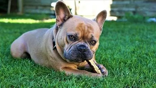 Franse Bulldog kauwen