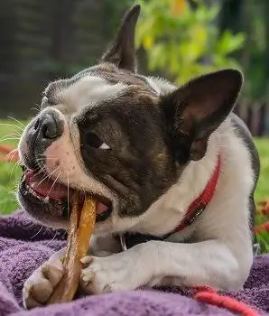 8 Mejores masticables dentales para perros - Reseñas de 2023 & Mejores selecciones