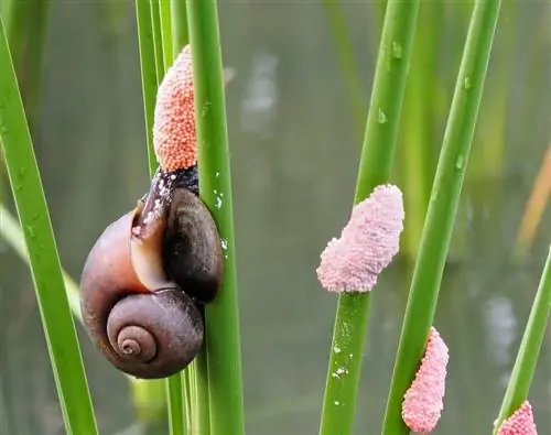 Comment faire éclore des œufs d'escargot mystérieux - 5 étapes simples