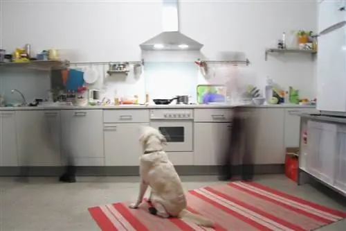 anjing di dapur