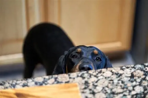 en hund kigger på køkkenbordet