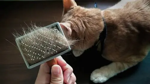 mão do proprietário segurando a escova de cabelo de animal de estimação com pelo de animal de estimação depois de pentear o gato