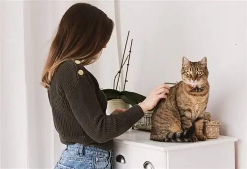 Mulher cuidando de gato