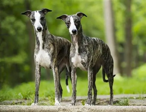 22 سلالات Whippet مختلطة تحتاج إلى معرفتها