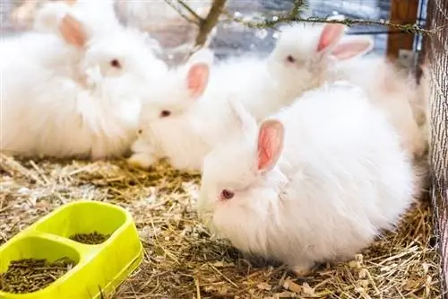 divertidos conejos de angora esponjosos