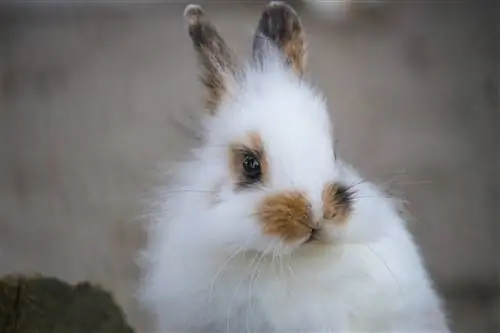 Angora angielska