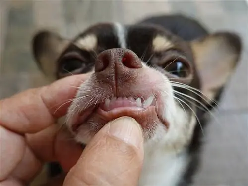 vérifier les dents du chiot