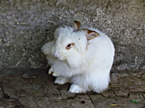 Conejo de angora