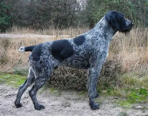 Duitse Wirehaired Pointer 2011