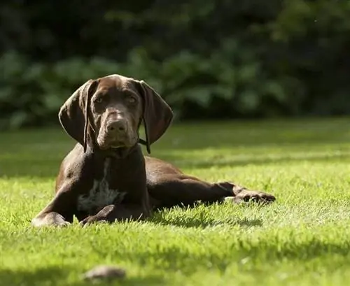 Tysk Wirehaired Pointer utomhus