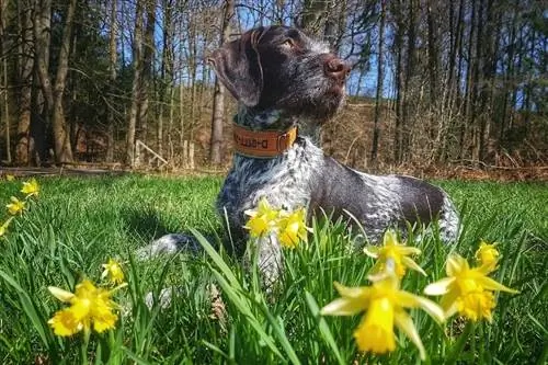 pekaren liggande i ett fält av blommor