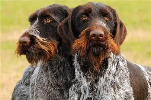 Dua Pointer Wirehaired Jerman menutup