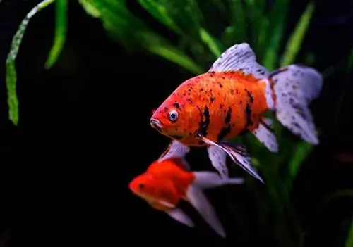 Pourquoi mon poisson rouge devient-il noir ? 3 raisons courantes