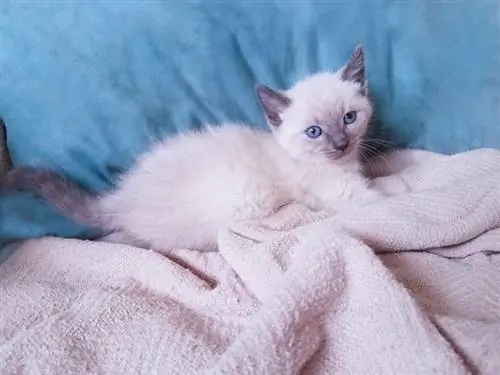 kitten bluepoint siamese