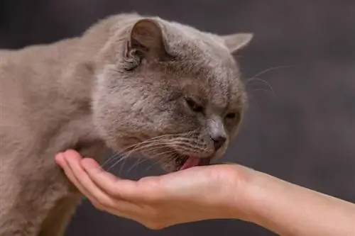 katt slickar på mans hand