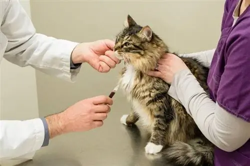 Gato recebendo amostra de sangue