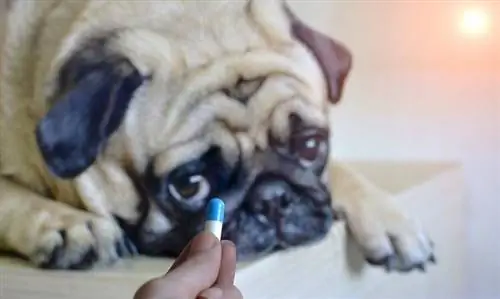 pug wat medisyne neem