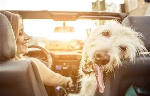 vrou en labradoodle in kar