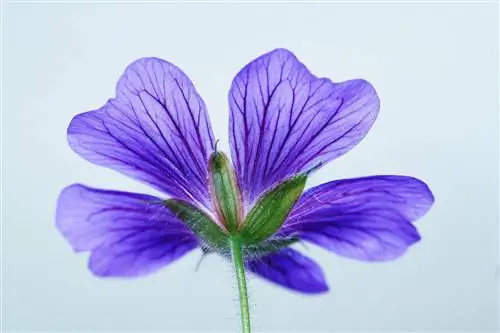 Is geraniums giftig vir katte? Hou jou kat veilig