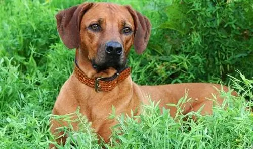 Redbone Coonhound