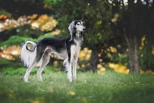 seekor anjing saluki di padang rumput