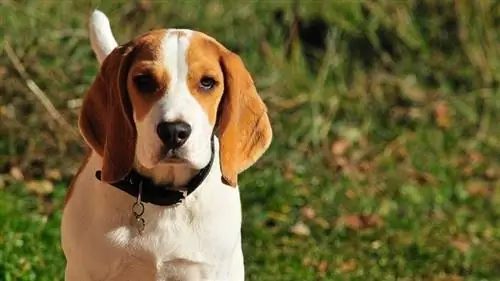 10 Uri ng Hound Dog Breeds & Ang kanilang mga Pagkakaiba (may mga Larawan)