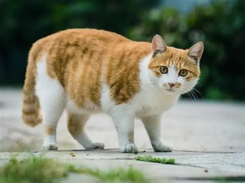 açık havada duran şişman tekir kedi