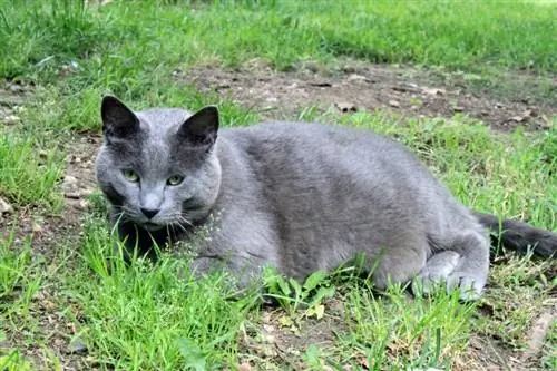 grijze dikke kat op het gras