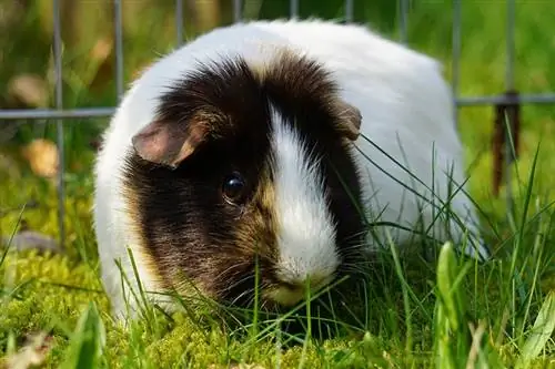 Babi Guinea