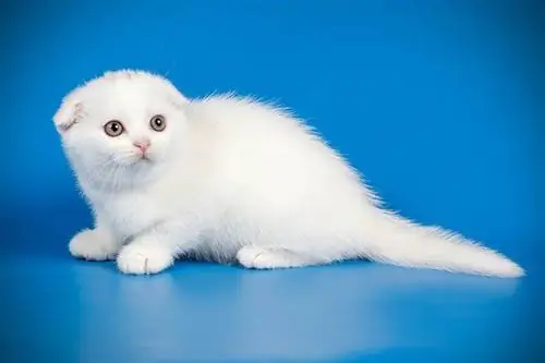 gattino bianco scottish fold