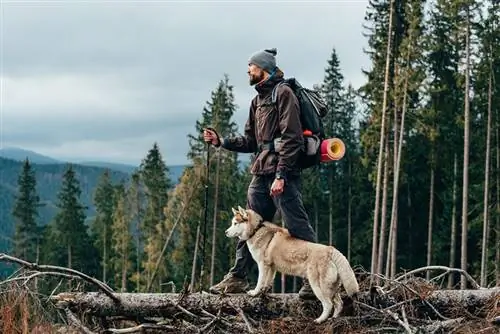 mannelijke wandelaar met siberische husky hond