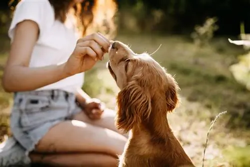 cocker spaniel hund får godbid