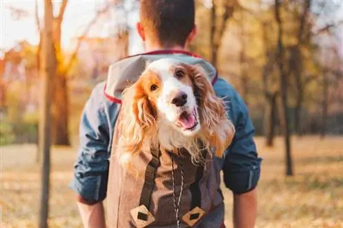 cocker spaniel i lumtur në çantë shpine