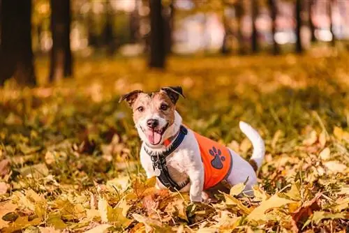 Reflective Dog Vest