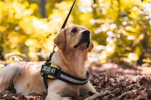 golden retriever hámban