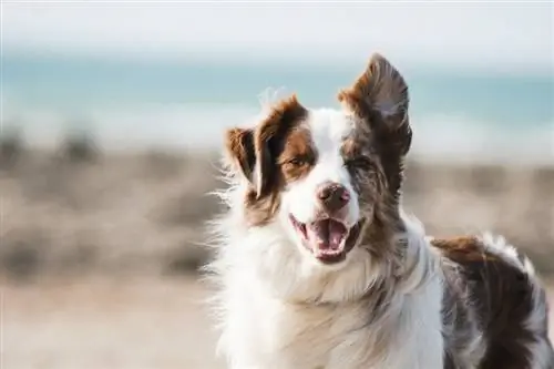 deniz kenarında bir köpek portresi