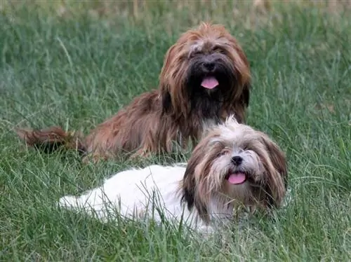 Lhasa Apso 5998b