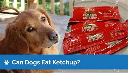 Kan honde ketchup eet? Is ketchup veilig vir honde?