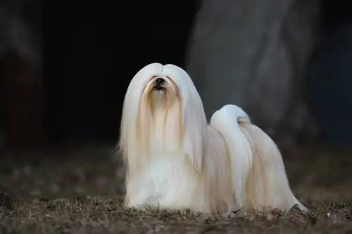 Hoeveel kos 'n Lhasa Apso? (2023 Prysgids)