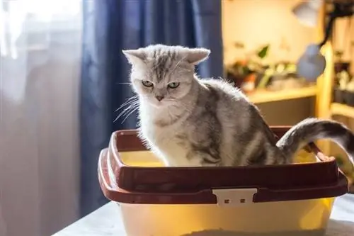 Katzentoilette auf dem Tisch