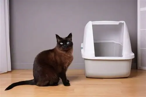 Siamkatze neben der Katzentoilette