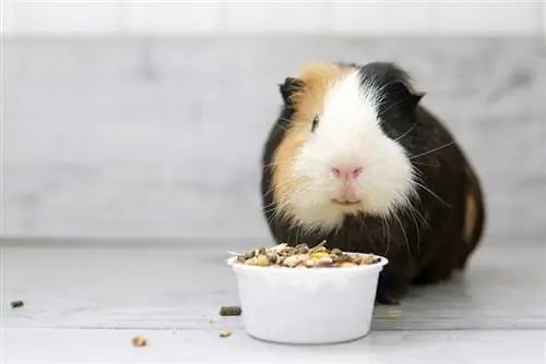 ontbijt voor cavia graanvoer uit een bakje