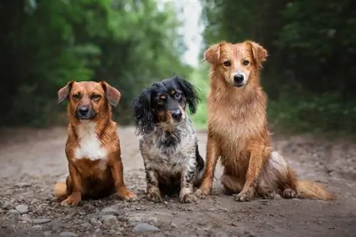 Como fazer novos amigos para meu cachorro: 12 dicas de especialistas