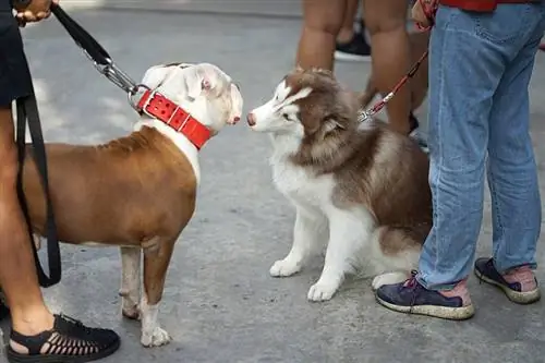 pitbull və sibrerien husky itləri bir-birlərini salamlayırlar