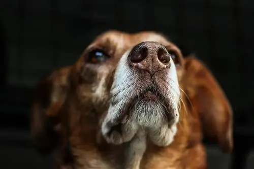 Perché il naso dei cani è bagnato? Fatti & Vantaggi