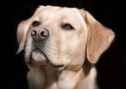 labrador de perto