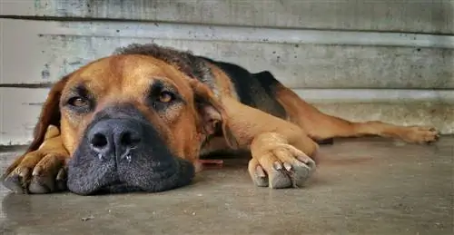 nariz molhado de cachorro